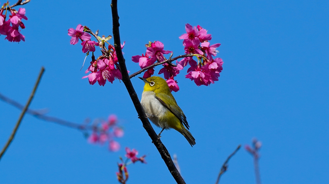 Appreciating blooming Enkianthus quinqueflorus at Wutong Mountain